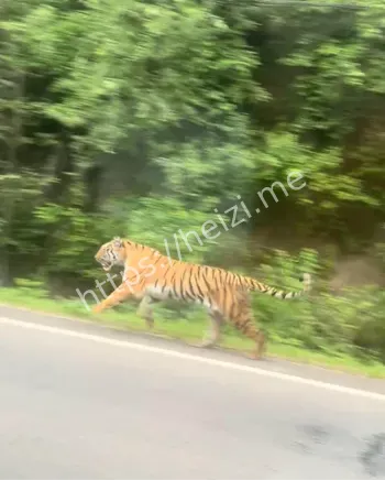吉林男子偶遇东北虎